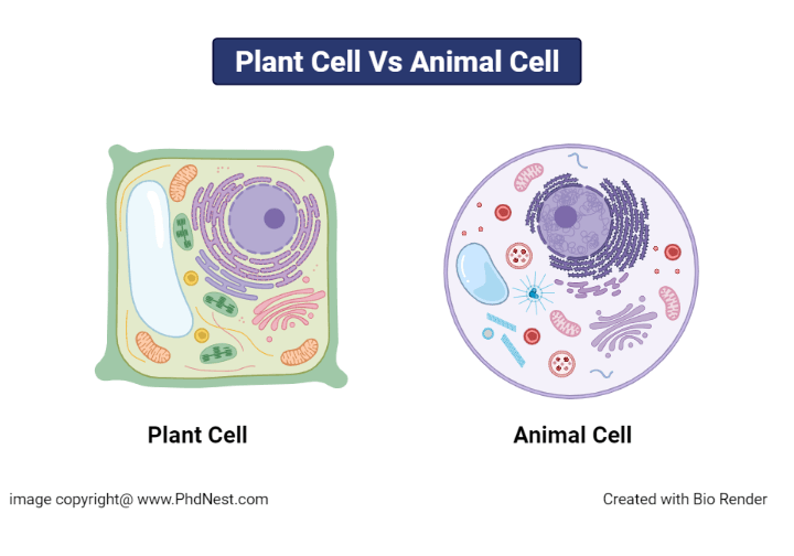Plant Cell vs Animal Cell: Definition, 25+ Differences with Cell ... * Effective Ways To Manage Inventory For Online Stores